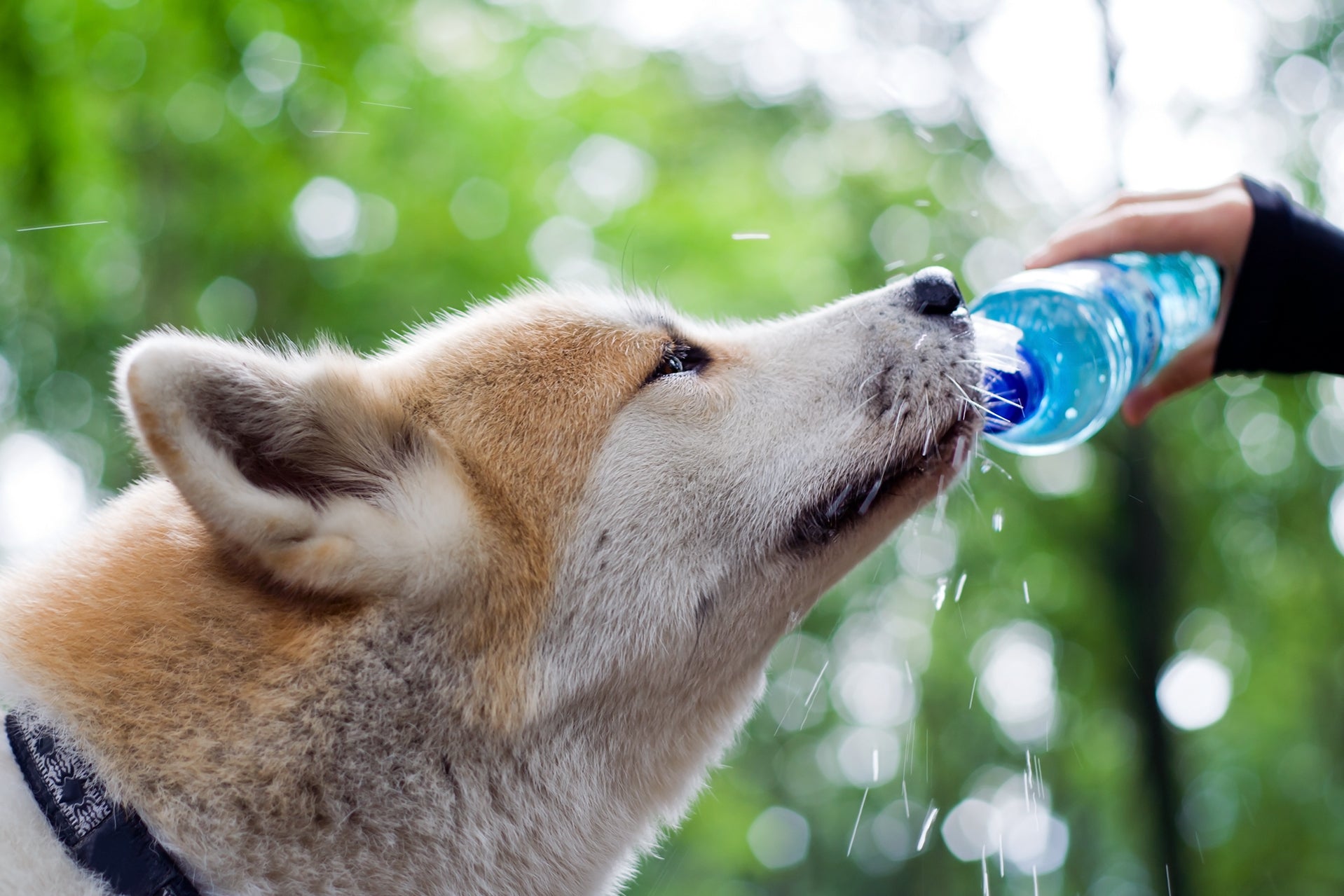 犬の水分補給を確保する方法:健康と幸福のためのガイド